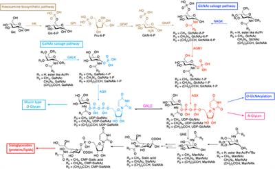 Tools and tactics to define specificity of metabolic chemical reporters